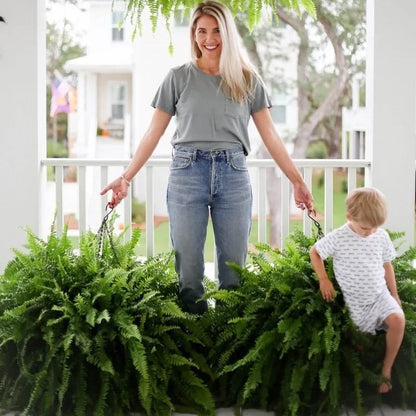 💛 Glowing Boston Ferns with Lights – 🌿 Zero Watering, Zero Maintenance