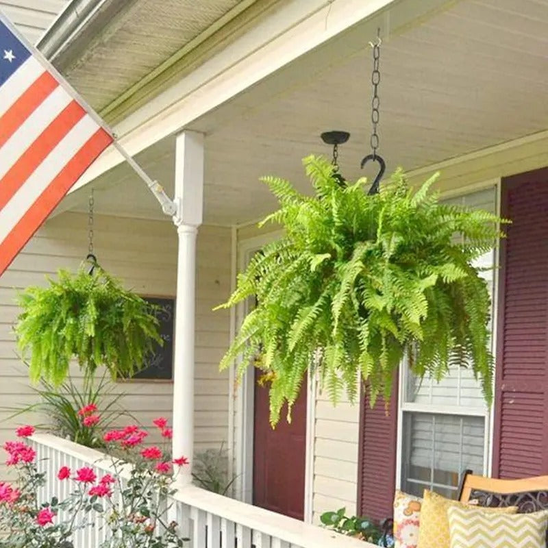 💛 Glowing Boston Ferns with Lights – 🌿 Zero Watering, Zero Maintenance